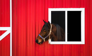 Brown horse looking out of a red barn © Davidfitzfotos/Wirestock
