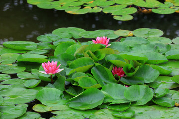 Water lilies in the pond, Beijing Botanical Garden