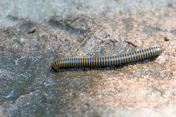 Millipedes in the wild, North China