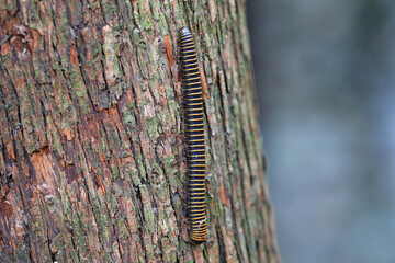 Millipedes in the wild, North China