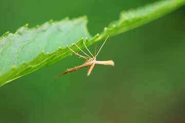 Lepidoptera insects in the wild, North China