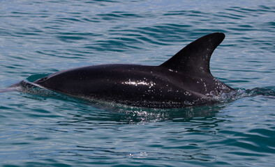 Closeup shot of a beautiful dolphin swimming in the blue sea