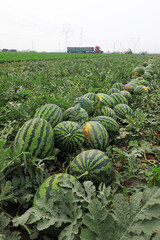 farmers harvest watermelon in the fields, China