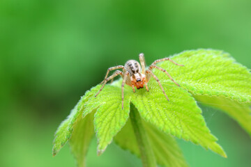 Spiders in the wild, North China