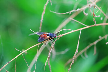 Flies on wild plants, North China