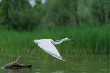 The little egret (Egretta garzetta)