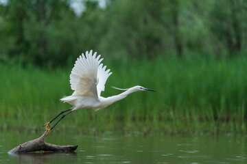 The little egret (Egretta garzetta)