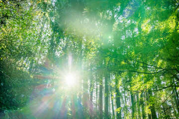 Fototapeta na wymiar 太陽の光を浴びる森の中の木
