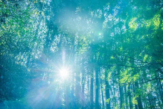 太陽の光を浴びる森の中の木