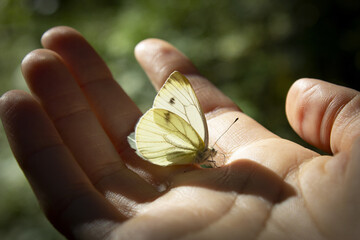 Person holding a yellow butterfly from  Tara, Serbia