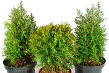 Сypress and thuja plants isolated on white background.