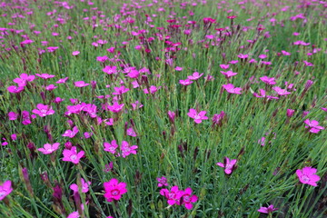 Obraz na płótnie Canvas A lot of magenta colored flowers of Dianthus deltoides in May