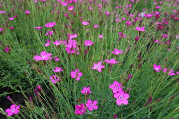 Buds and magenta colored flowers of Dianthus deltoides in May
