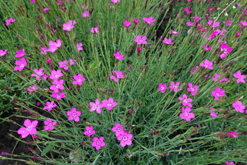 Flowers and buds of magenta colored Dianthus deltoides in May