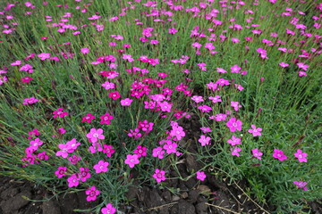 Lots of magenta colored flowers of Dianthus deltoides in May