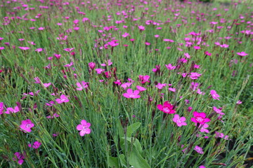 Fototapeta premium Many magenta colored flowers of Dianthus deltoides in May