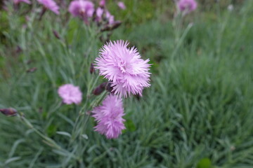 Fototapeta premium Close view of light pink flower of polymerous Dianthus in May