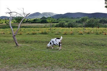 Goat in beautiful countryside landscape