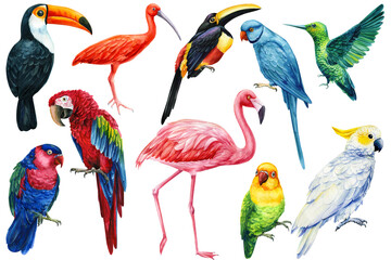 Set of birds, parrot, flamingo, hummingbird and toucan, isolated white background, watercolor hand drawn collection