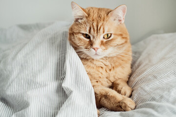 Portrait of ginger cat with an dreamy expressive look lies on bed under blanket, selective focus