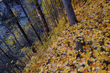 Ocher landscapes in the fall in the mountains