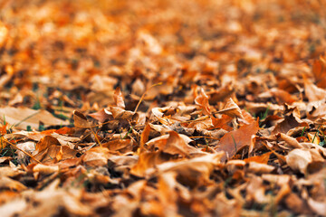 Dry red autumn leaves on the ground. The texture of autumn leaves. Blurred background, selective focus.