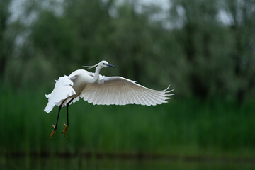 The little egret (Egretta garzetta)