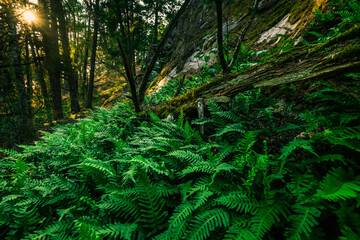 Green Forest With Ferns The
