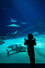 silhouette of a child fascinated by fish and marine life in the Blå planet aquarium