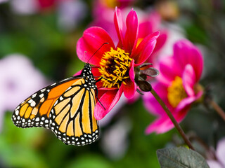Beautiful butterfly resting on a leaf.
