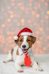 Funny Jack russell terrier puppy wearing red santa hat and sits on festive background. Empty space for text