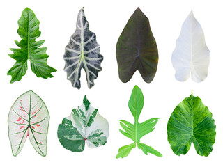 Set of different leaves on white background	