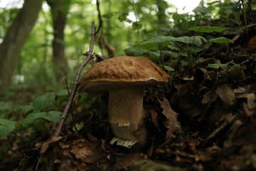 Sommersteinpilz / Boletus aestivalis 