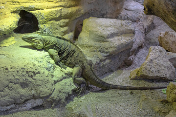 Iguana Iguana species in terrarium. Reptile and herbivorous lizard from South America, Mexico and the Caribbean.
