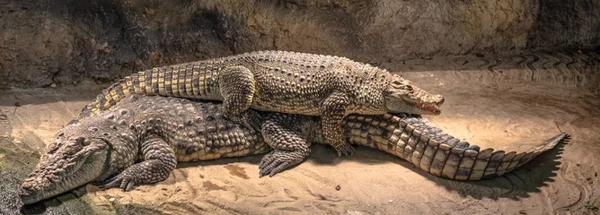 Poster African Nile crocodiles resting, Crocodylus niloticus species native in Africa. © bennymarty