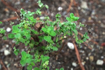 写真素材: スイートマジョラム