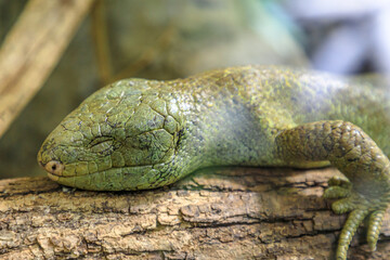 Solomon Islands skink or prehensile-tailed skink. Corucia zebrata species endemic to the Solomon...