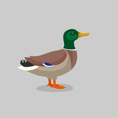 Mallard male wild duck on grey background
