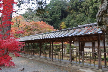 A connecting corridor and autumn leaves in the precincts of Buttsu-ji Temple in Mihara City in Hiroshima Prefecture 広島県三原市にある佛通寺境内の渡り廊下と紅葉