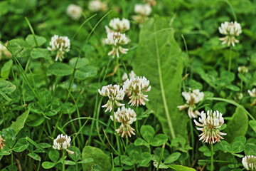 Clover meadow, white inflorescence, blurred background, search for four-leaf clover for good luck