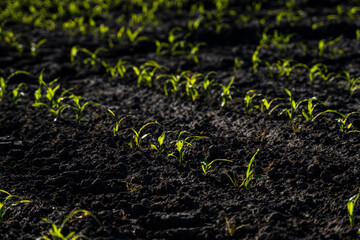 Young green corn planted in fertile soil on agricultural land.