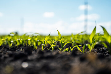 Corn is growing on a farmland in a summer.