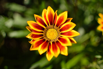 Orange blooming gazanias in the garden