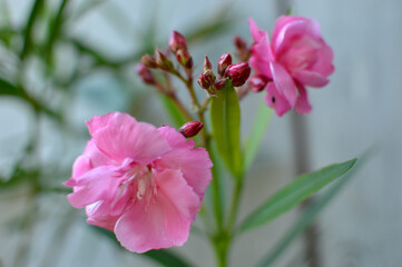 Blooming pink oleander close up