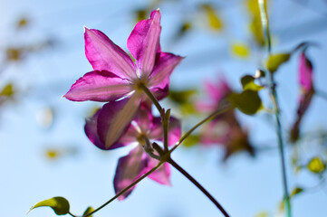 Blooming purple clematis close up