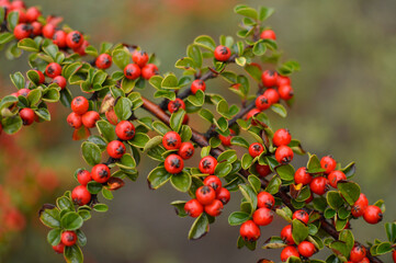 Branch of cotoneaster plant close up 