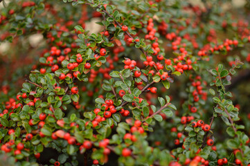 Branch of cotoneaster plant close up 