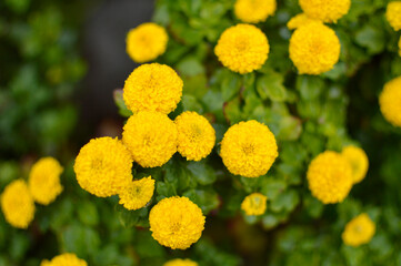 various types of blooming yellow chrysanthemums growing in the garden