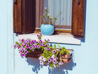 Window with wooden shutters and petunia flowers on blue house facade .Burano island , Venice, Italy
