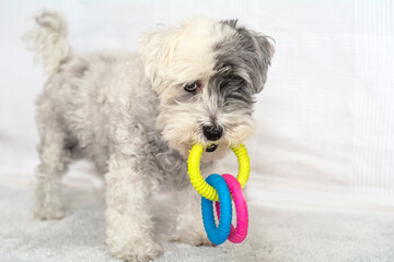 Cute white  havanese dog playing with rubber toy at home 